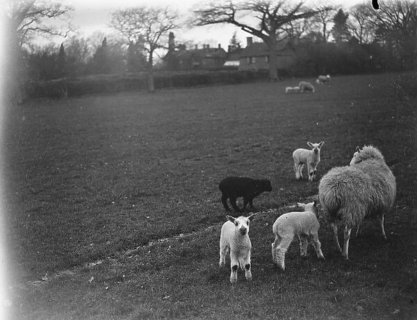 Ewe with her lambs, one of them black, Westerham, Kent. 1935