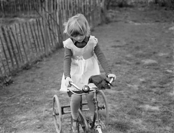 Little Ann Bowers playing on her tricycle with her tame jackdaw ringing the bell