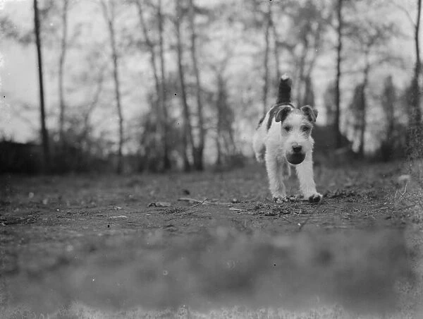 Mr Topham s dog Tony. 1939