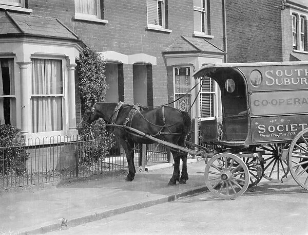 Co - op cart horse eating a bush. 1937
