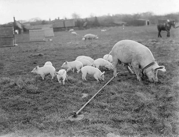 Pigs at Homewoods Farm in Seal, Kent. A sow, tethered to the ground, rummages