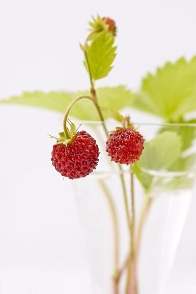 Sprigs of wild strawberries against white background credit: Marie-Louise Avery