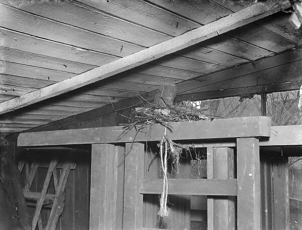 A thrush s nest on top of a garden seat in Sidcup, Kent. 1939