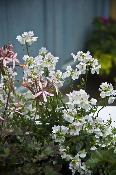 White nemesia and delicate, pink, ivy leafed trailing pelargonium. in container