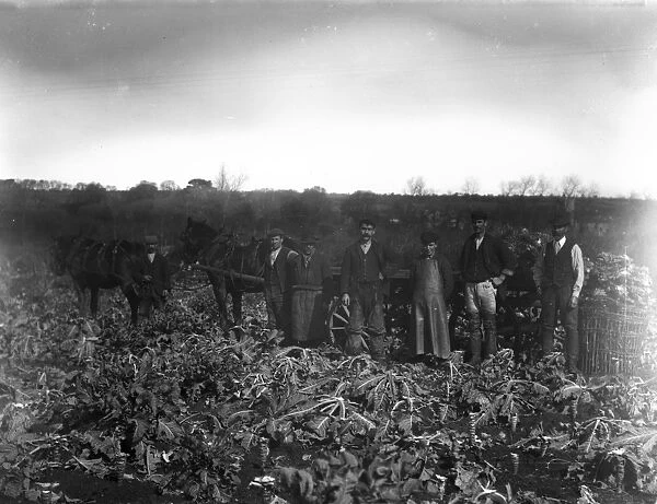 Cutting broccoli, near Penzance, Cornwall. Early 1900s