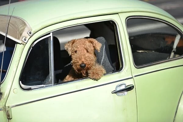 Australia-Auto-Dog. A dog sits in a Volkswagen Beetle as it drives on a