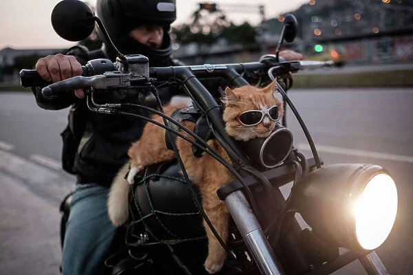 Brazil-Biker-Cat. A biker shows his 12-year-old cat 'Chiquinho' -which