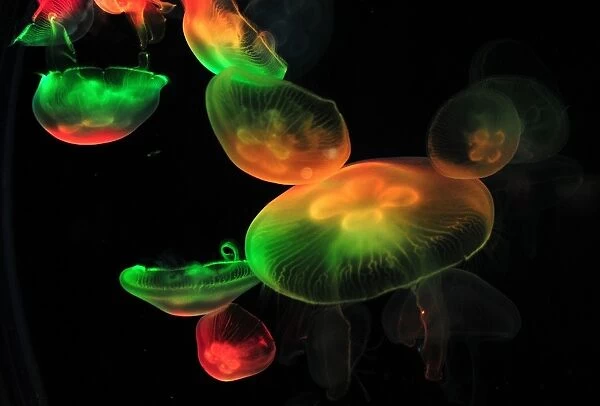 China-Theme-Tourism. Under varied lighting, Jellyfish swim in an aquarium