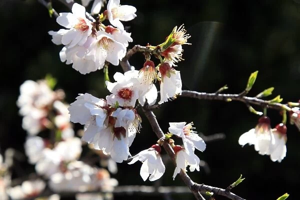 France - Nature - Mountains - Almond Tree Flowers