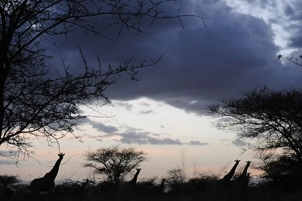 Kenya-Kws-Meru-Giraffe Herd