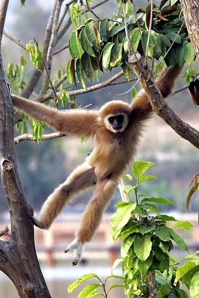 Thailand-Kenya-Wildlife-Zoo