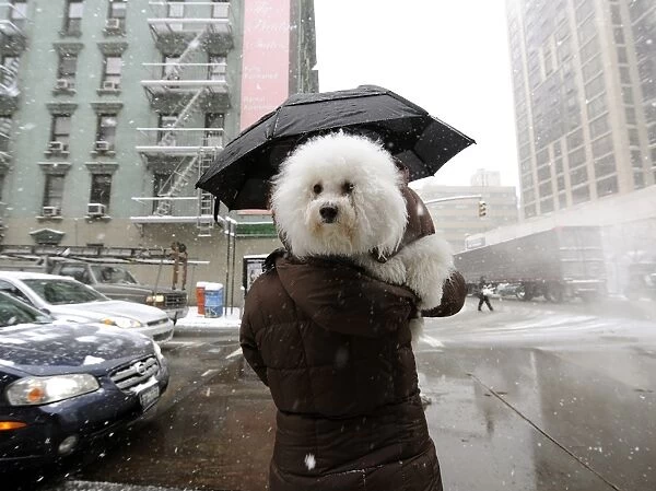 Us-Weather-Storm. A woman carrys her dog in the snow on the Upper East