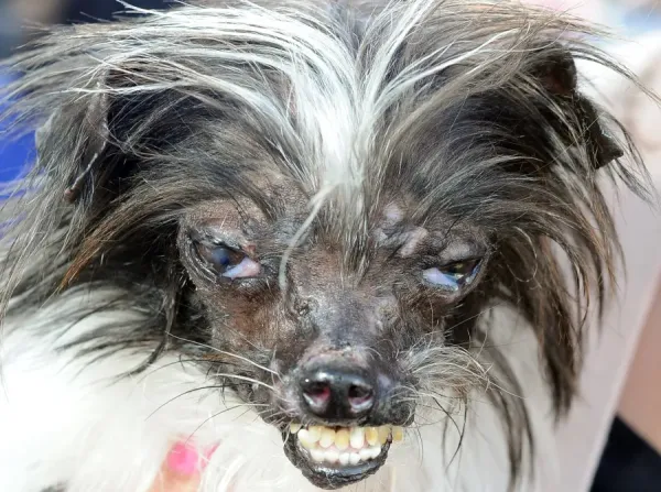 AFP Print: Peanut Wins World's Ugliest Dog Art Prints