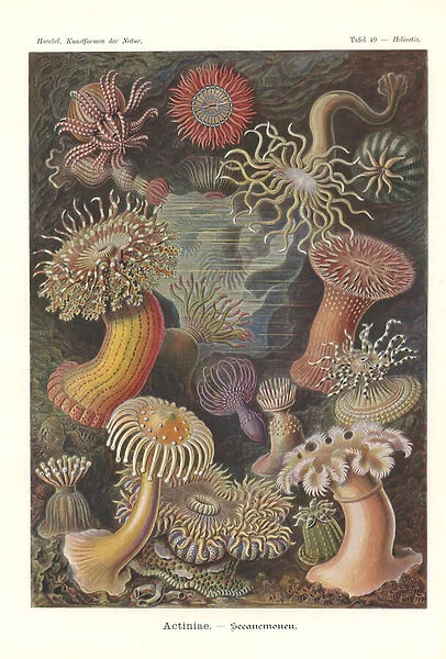 Actiniae - Sea anemone, Pl. 49, from Kunstformen der Natur, engraved by Adolf Giltsch, published 1904 (colour litho)