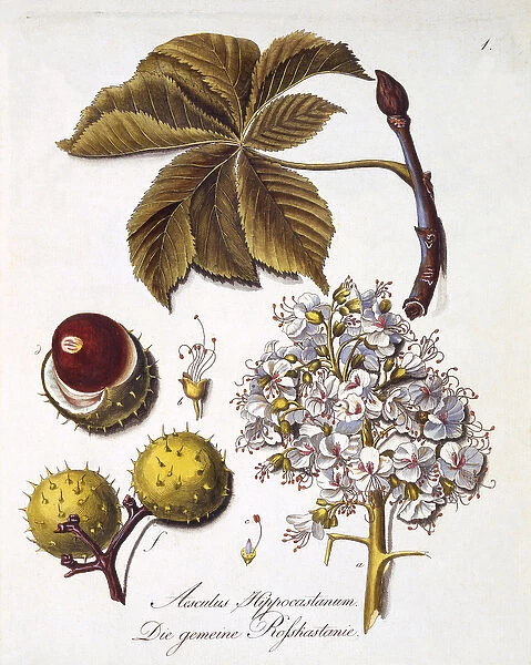 Aesculus Hippocastanum, from A Comprehensive Work on All Species of Wood