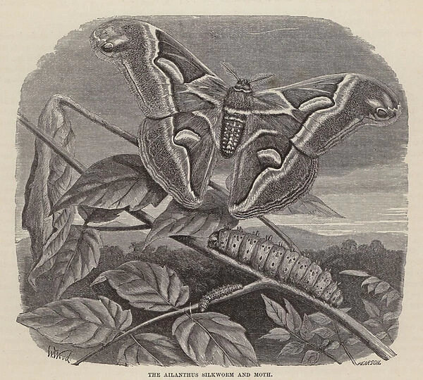 The Ailanthus Silkworm and Moth (engraving)