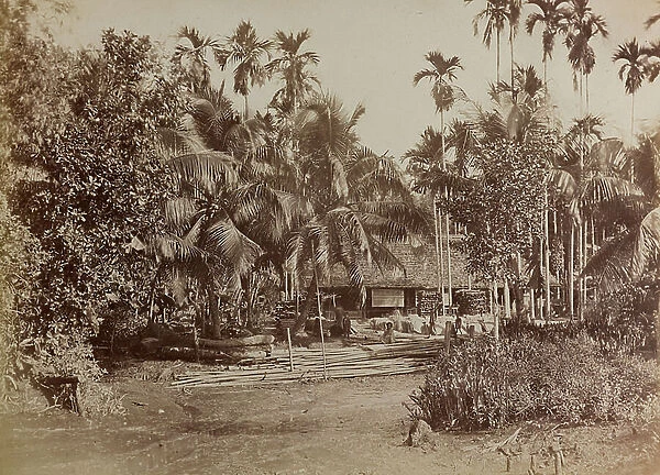Album 'Cochinchine - Vues de l' Interieur': Vietnamese hut surrounded by palm trees
