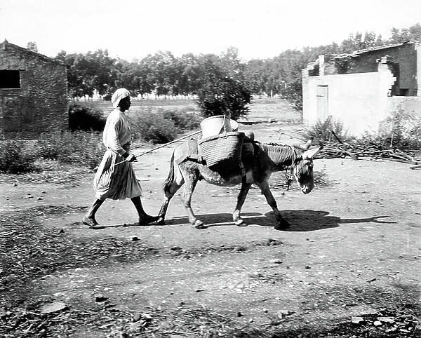 Algeria, Ain Zeft: transport of oil products by donkey, 1907