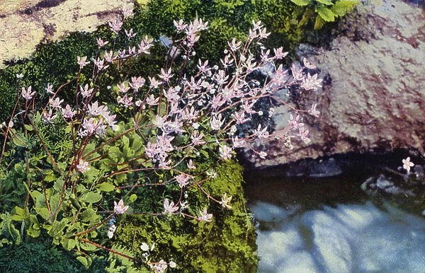Alpine flowers: Saxifraga Stellaris (colour photo)