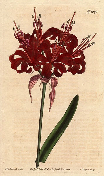 Amaryllis poppy color, with dark crimson flowers, flowering from a single foot. Originally from Cape of Good Esperance (South Africa). Poppy colored amaryllis, with deep crimson flowers blossoming from a single stem. A native of Cape of Good Hope
