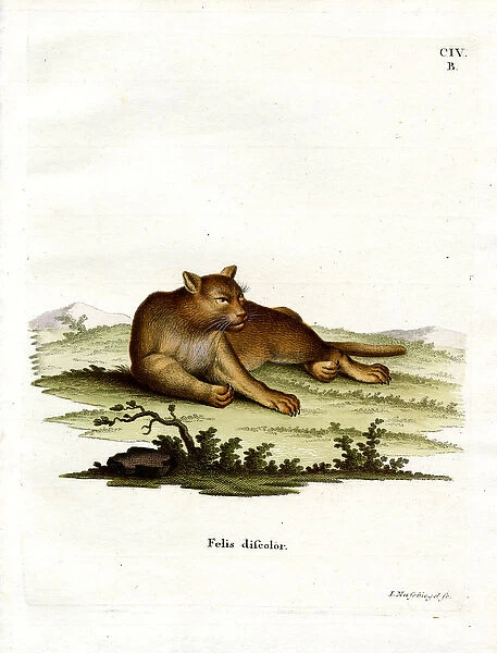 Amazon Cougar (coloured engraving)