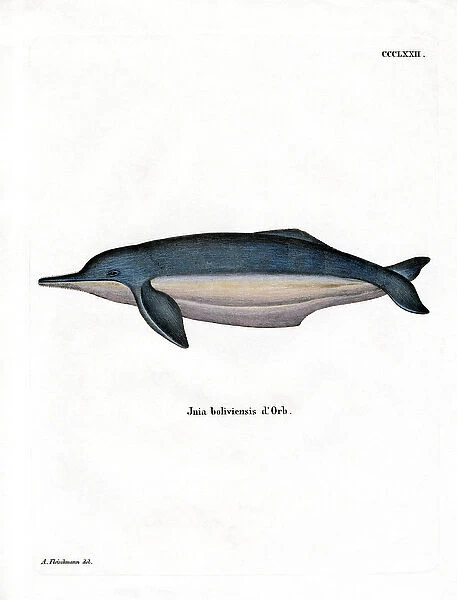 Amazon River Dolphin (coloured engraving)