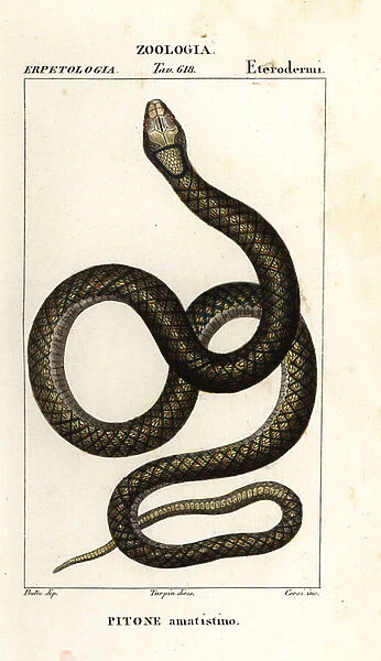 Amethystine python, Simalia amethistina