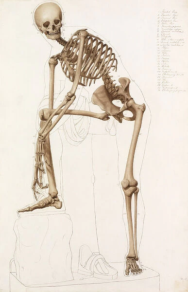 Anatomical Study: the Human Skeleton, in the Pose of Praxiteles '