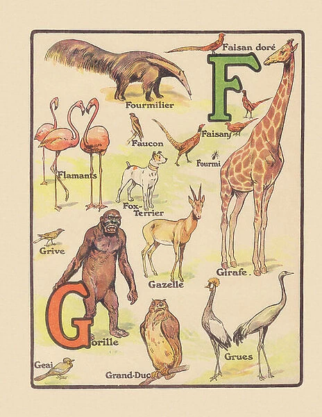OUR ANIMALS ALPHABET F G, 1920 (illustration)
