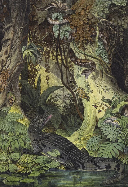 Animals of the Amazon jungles of Brazil (colour litho)