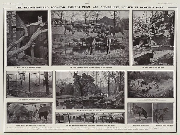 Animals in the reconstructed London Zoo in Regents Park, 1907 (b  /  w photo)