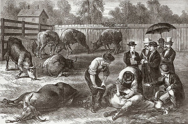 Animals stricken by cattle plague. Rinderpest