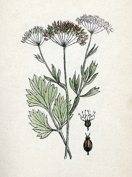 Anis (Pimpinella anisum) (anise or aniseed) Botanical sheet from Atlas colorie des plantes medicinales' by Paul Hariot, 1900 (Botanical plate of medicinal plants) Private collection