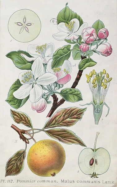 Apple Tree (Malus Communis) (coloured engraving)