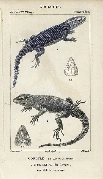Armadillo girdled lizard, Cordylus cataphractus, cordyle, and roughtail rock agama, Laudakia stellio, Levant stellion. Handcoloured copperplate stipple engraving from Jussieu's ' Dictionary of Natural Sciences' 1816-1830