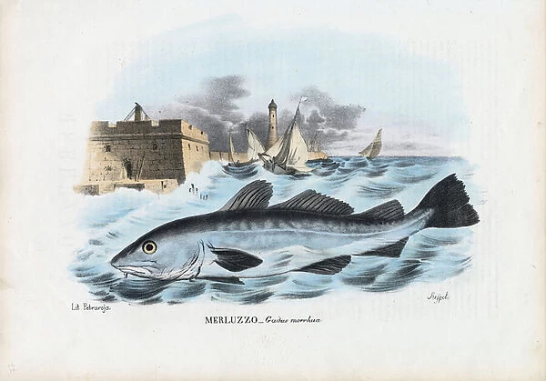 Atlantic Cod, 1863-79 (colour litho)