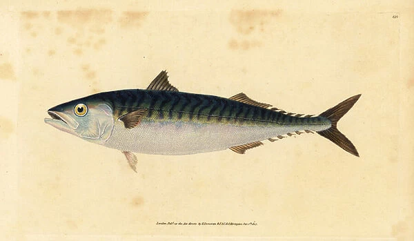 Atlantic mackerel, Scomber scombrus (Mackarel, Scomber scomber). Handcoloured copperplate drawn and engraved by Edward Donovan from his Natural History of British Fishes, Donovan and F. C. and J. Rivington, London, 1802-1808