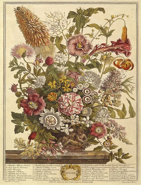 August, from Twelve Months of Flowers by Robert Furber (c