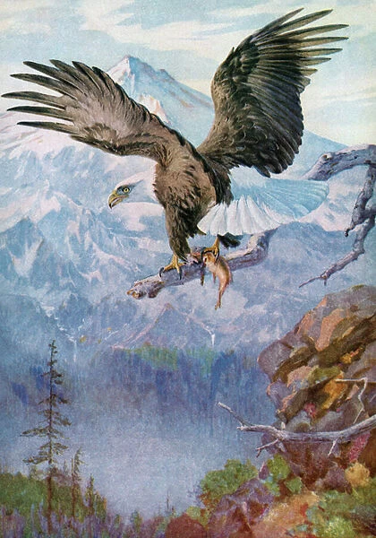 Bald Eagle on a Mountain Perch with a Fish, 1930 (screen print)