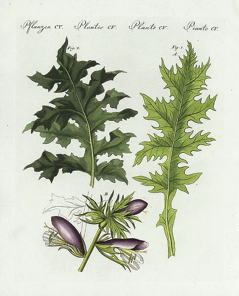 Bear's breeches or oyster plant - Acanthus mollis 1 leaf A flower B, and spiny bear's breeches leaf - Spiny acanthe - Acanthus spinosus 2. Handcoloured copperplate engraving from Bertuch's '' Bilderbuch fur Kinder'' (Picture Book for Children)
