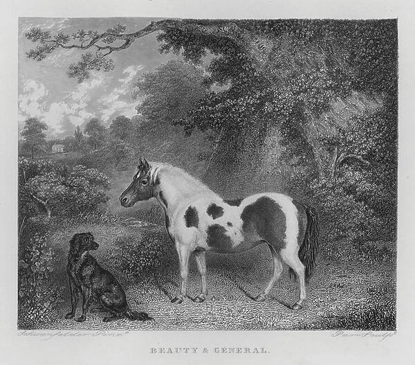 Beauty and General (engraving)
