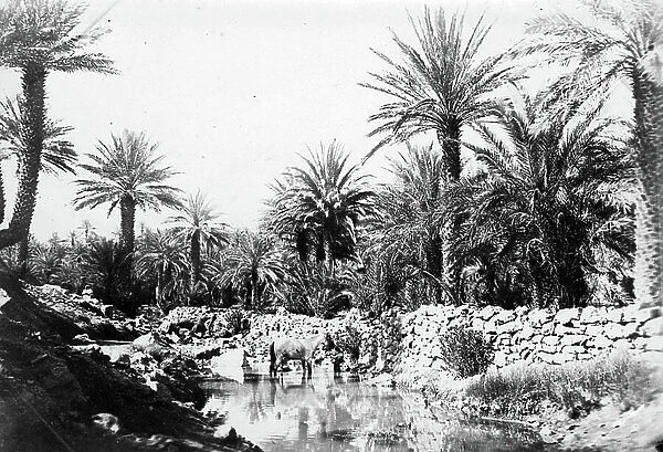 Beni Abbes, Algeria: A rider and his horse come to drink at the oasis, 1900