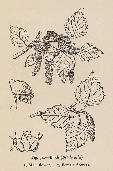 Birch, Betula alba (litho)