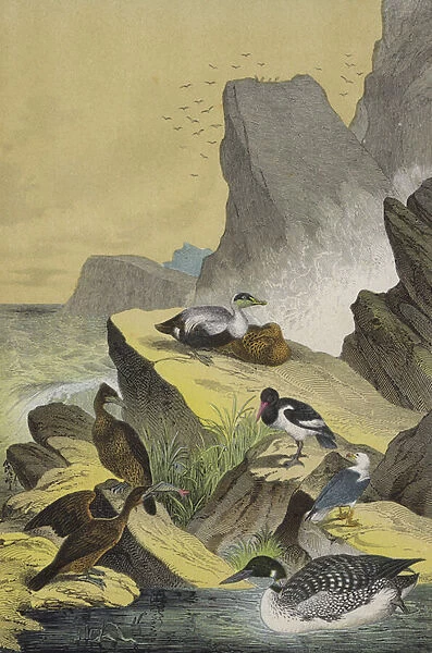 Birds of the sea coasts of Northern Europe (colour litho)