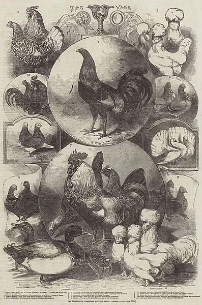 The Birmingham Christmas Poultry Show, Prizes (engraving)