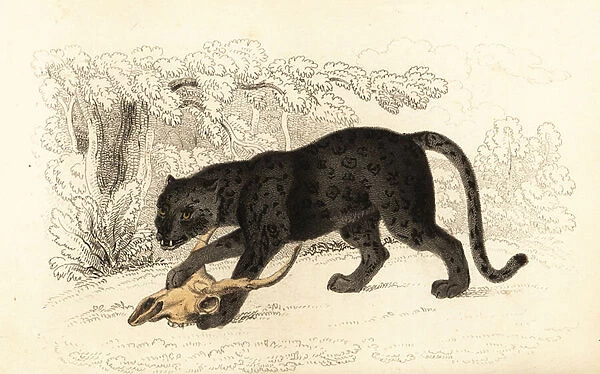 Black jaguar, Fanthera pardus. 1834 (engraving)