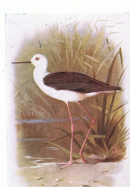 Black Winged Stilt, from Birds of the British Isles and Their Eggs published by Frederick