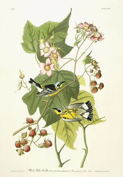 Black and Yellow Warbler and Flowering Raspberry, c. 1826-1838