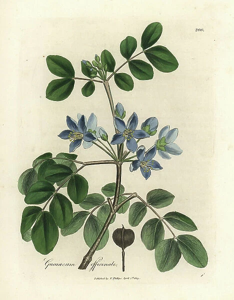 Blue flowered Guaiacum officinale