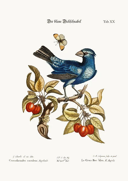 The Blue Gros-beak from Angola, 1749-73 (coloured engraving)